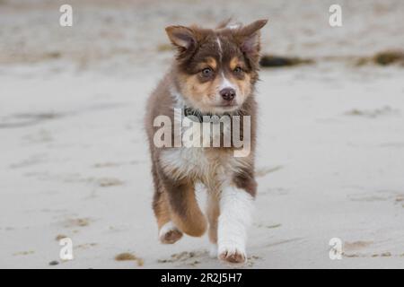 Le chiot court sur la plage. Frontal. regarder l'appareil photo. Hooksiel, Frise, Allemagne. Banque D'Images