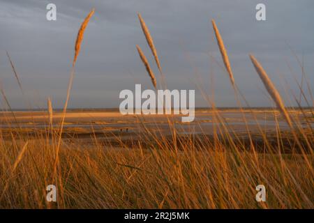 Herbiers près de Wittdün sur l'île d'Amrum, Parc national de la mer des Wadden, Frise du Nord, côte de la mer du Nord, Schleswig-Holstein Banque D'Images