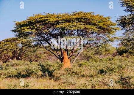 Un acacia et un termite rouge monent dans la savane de Namibie, en Afrique Banque D'Images