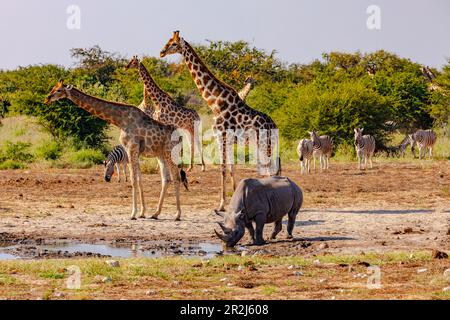 Quelques girafes et zèbres et un rhinocéros se rencontrent dans un trou d'eau pour boire dans le parc national d'Etosha en Namibie, en Afrique Banque D'Images