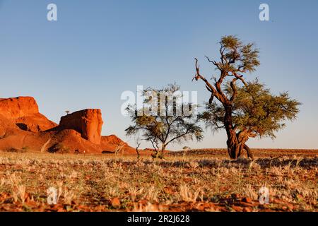 Arbres au coucher du soleil devant les dunes pétrifiées dans le désert de Namib, Namibie, Afrique Banque D'Images