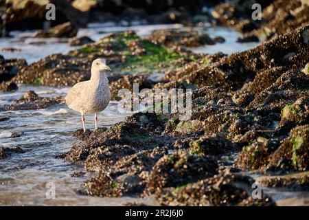 Un mouette se trouvant sur Sylter West Beach, Sylt, Schleswig-Holstein, Allemagne Banque D'Images