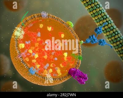 Lysosome, illustration Banque D'Images