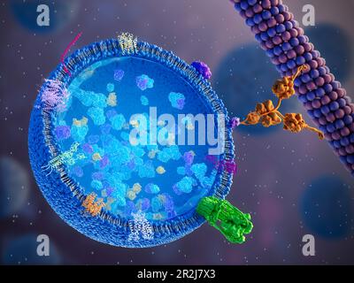 Lysosome, illustration Banque D'Images