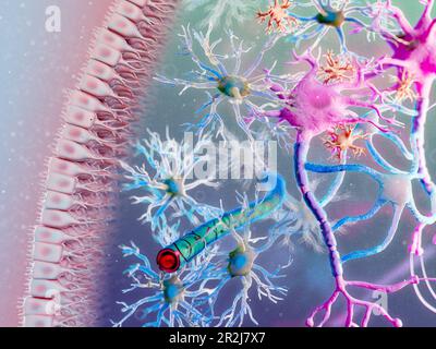 Cellules gliales, illustration Banque D'Images