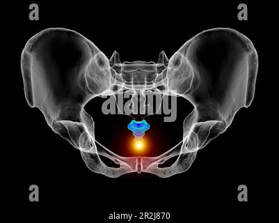 Douleur de coccyx, illustration conceptuelle Banque D'Images