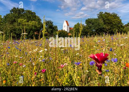 Prairie fleurie colorée en face de l'église d'Elmelunde, île de mon, Danemark, Europe Banque D'Images
