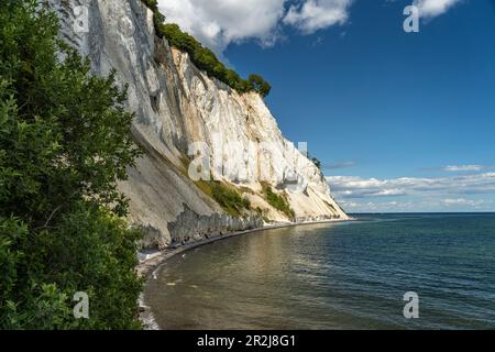 Côte escarpée et falaises de craie Møns Klint, île de Mön, Danemark, Europe Banque D'Images