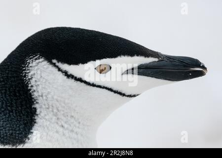 Gros plan de la tête du pingouin de Chinstrap (Pygoscelis antarcticus), de l'île de la demi-lune, de l'Antarctique, des régions polaires Banque D'Images