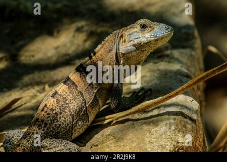 Ctenosaur (Iguana épinard noir) (Ctenosaura similis) Grand lézard commun, Nosara, province de Guanacaste, Costa Rica, Amérique centrale Banque D'Images