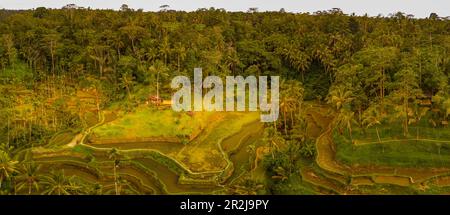 Vue panoramique aérienne de Tegallalang Rice Terrace, site classé au patrimoine mondial de l'UNESCO, Tegallalang, Kabupaten Gianyar, Bali, Indonésie, Asie du Sud-est, Asie Banque D'Images