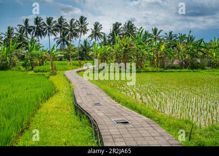 Vue sur les rizières près d'Ubud, Ubud, Kabupaten Gianyar, Bali, Indonésie, Asie du Sud-est, Asie Banque D'Images