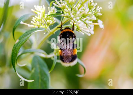 Gros plan d'un bourdon sur une fleur blanche d'en haut, Allemagne Banque D'Images