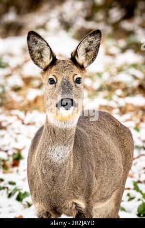 Portrait du cerf de Virginie en hiver, neige en arrière-plan Banque D'Images