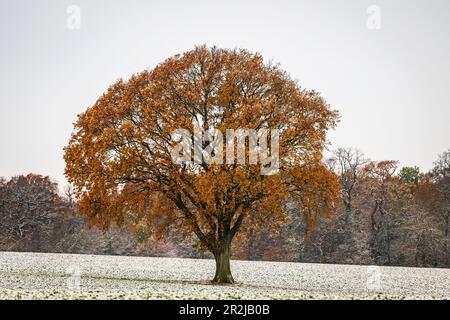 Chêne en feuilles d'automne sur un champ avec de la neige légère, Siggen, Ostholstein, Schleswig-Holstein, Allemagne Banque D'Images