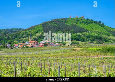 Vue sur les châteaux de Husseren-les-Châteaux avec les châteaux de Drei Egsen (trois expositions) près d'Eguisheim, Haut-Rhin, route des vins d'Alsace, route des vins d'Alsace, Grand es Banque D'Images