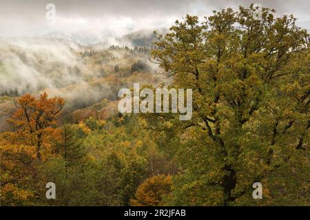 Forêt d'automne, Forêt du Palatinat, Palatinat, Rhénanie-Palatinat, Allemagne Banque D'Images