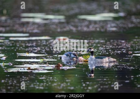 Couple de pygmées vertes nageant en quête de nourriture sur un lac d'eau douce Cattana Wetlands à Cairns, Queensland en Australie Banque D'Images