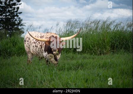 Texas Longhorn bétail debout face à l'avant dans un champ vert riche, long et gazé sur les plateaux d'Atherton dans l'extrême nord du Queensland en Australie. Banque D'Images