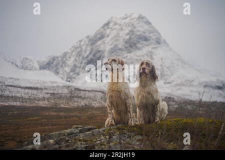 Deux chiens de compagnie anglais assis dans le paysage large du nord de la norvège Banque D'Images