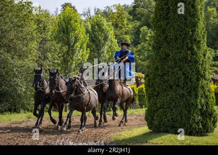 Spectacle équestre traditionnel hongrois au parc équestre Lazar Equestrian Park, Domony, Pest, Hongrie, Europe Banque D'Images