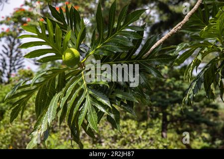 Dans les jardins botaniques, un fruit à pain sur un arbre provenant d'une plante initialement apportée par le capitaine William Bligh (du Bounty) en 1793, St Vincent, Kingstown Banque D'Images