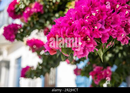 Purple Bougainvillea, Skopelos, Thessalie, Grèce, Europe Banque D'Images