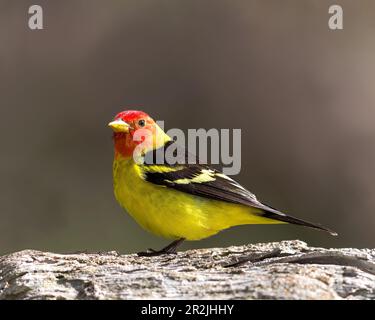 Un Tanager occidental mâle marche à la lumière du matin. Banque D'Images