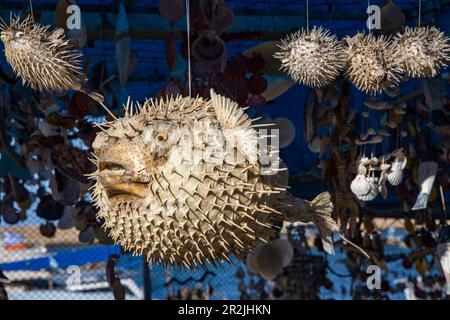 Poisson-souffleur séché à vendre dans la cabine souvenir sur le bateau de pêche, la Canée, la Crète, la Grèce, l'Europe Banque D'Images