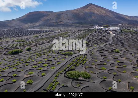 Vue aérienne de la culture de vigne en sol volcanique à la cave de vinification Bodega la Geria, la Geria, Yaiza, Lanzarote, îles Canaries, Espagne, Europe Banque D'Images