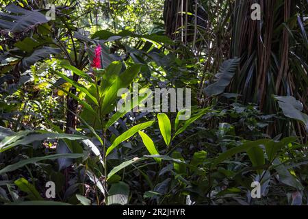 Forêt tropicale luxuriante dans les jardins botaniques de Carambola, Roatan, Bay Islands, Honduras, Amérique centrale Banque D'Images