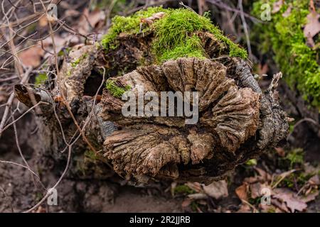 Focus plan d'empilement d'une face de racine dans une souche d'arbre dans la forêt en hiver, Allemagne Banque D'Images