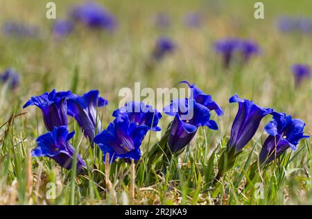 Stemless gentian, Gentiana clusii, haute-Bavière, Allemagne Banque D'Images