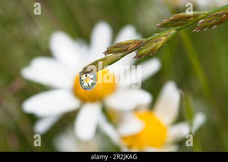 La rosée tombe sur l'herbe et les pâquerettes (Leucanthemum vulgare), haute-Bavière, Allemagne, Europe Banque D'Images