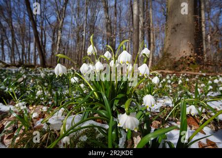 Flocon de neige de printemps, flocon de neige de printemps, Leucojum vernum, printemps dans une forêt mixte de chêne-charme, haute-Bavière, Allemagne Banque D'Images