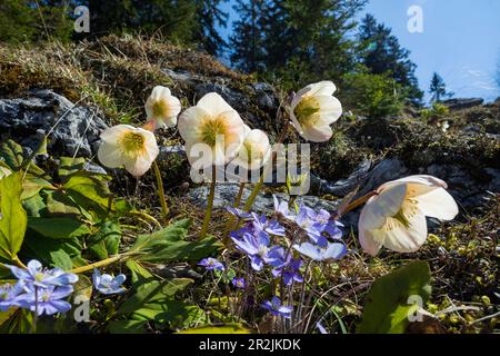 Roses de Noël, roses de neige (Helleborus niger) et liverworts (Hepatica nobilis), Alpes, Autriche, Europe Banque D'Images