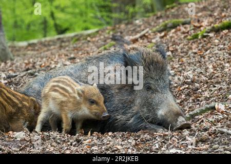 Sanglier, ruisseau avec porcelets (sus scrofa), Bavarian Forest, Allemagne Banque D'Images