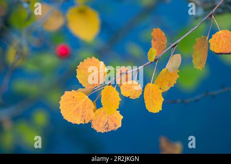 Feuilles d'Aspen en couleur d'automne, trembles d'Aspen (Populus tremula), Bavière, Allemagne Banque D'Images