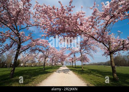 Parc, sentier bordé de cerises ornementales (Prunus sp.), Laupheim, Allemagne Banque D'Images