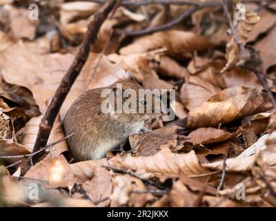 Bank vole (Clethrionomys glareolus), Bavière, Allemagne Banque D'Images