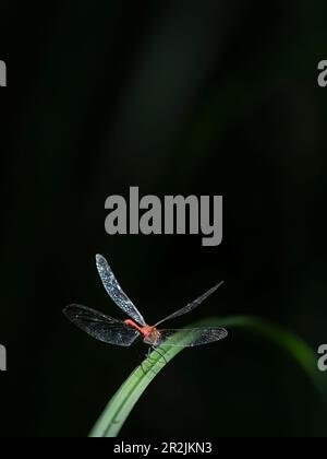 Sang-rouge Darter (Sympetrum sanguineum), haute-Bavière, Allemagne Banque D'Images