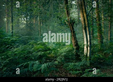Bouleau argenté dans les bois anglais Banque D'Images
