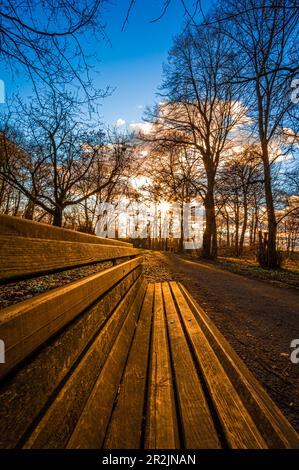 Sonnenstern au coucher du soleil en février dans une forêt mixte sans feuilles avec un banc de parc en premier plan, Hanovre, Basse-Saxe, Allemagne Banque D'Images