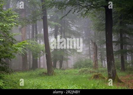 Forêt avec des sangsues dans le brouillard, Allemagne Banque D'Images