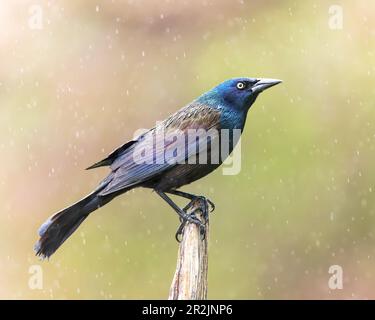 Un Grackle commun dure un jour pluvieux. Banque D'Images