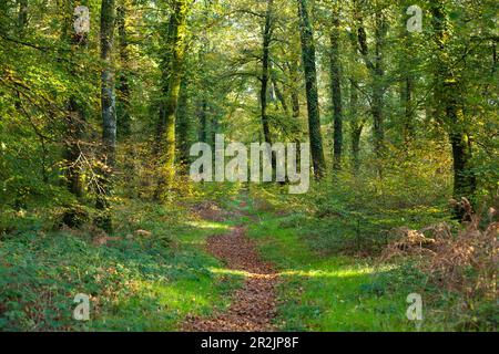Chemin solitaire à travers la forêt de Cerisy en automne Banque D'Images