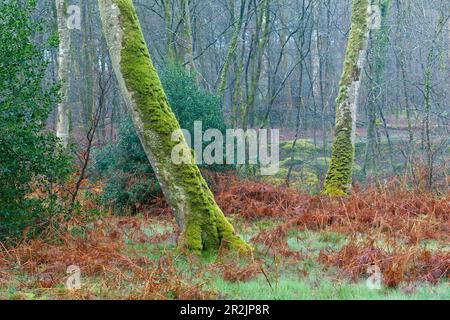 Vieux hêtre recouvert de mousse dans la forêt de Cerisy, au sud de Bayeux, à Calvados, en Normandie Banque D'Images