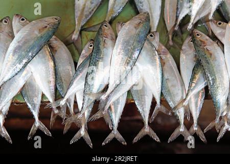 Poisson à poissons au marché Darajani monger, Stonetown, Zanzibar City, Zanzibar, Tanzania, Africa Banque D'Images