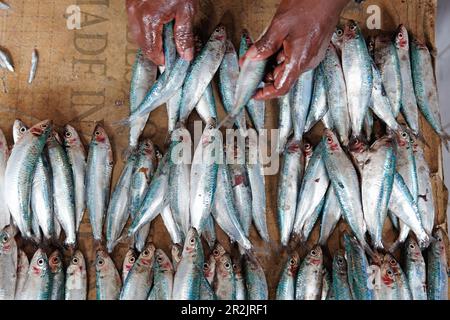 Avec du poisson au marché Darajani poissons, Stonetown, Zanzibar City, Zanzibar, Tanzania, Africa Banque D'Images