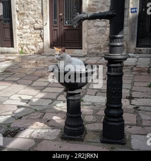 Kotor, Montenegro - Un beau chat blanc et jaune se sent à l'aise dans un lavabo public Banque D'Images